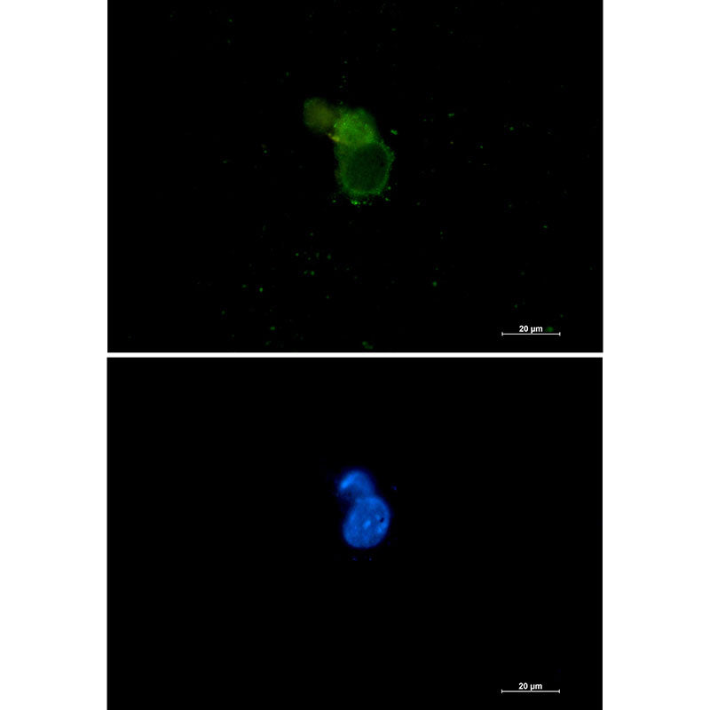 Anti-eIF1A Rabbit Monoclonal Antibody