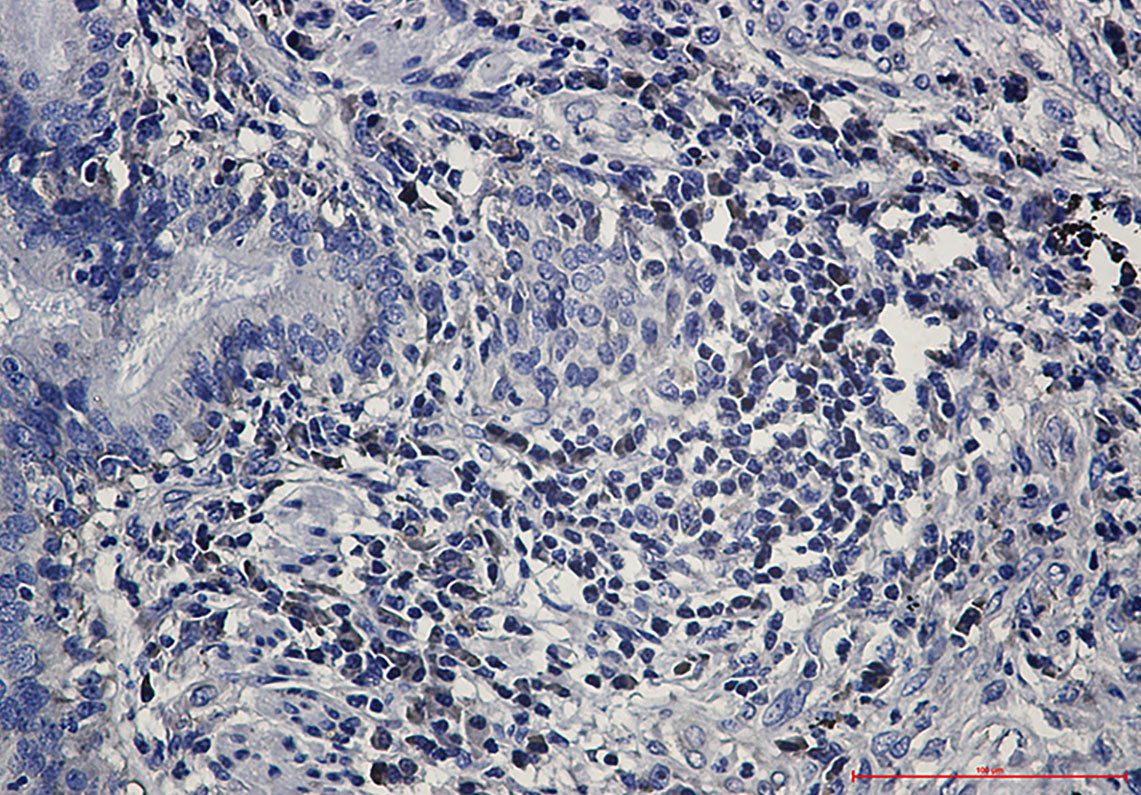 Anti-eIF1A Rabbit Monoclonal Antibody
