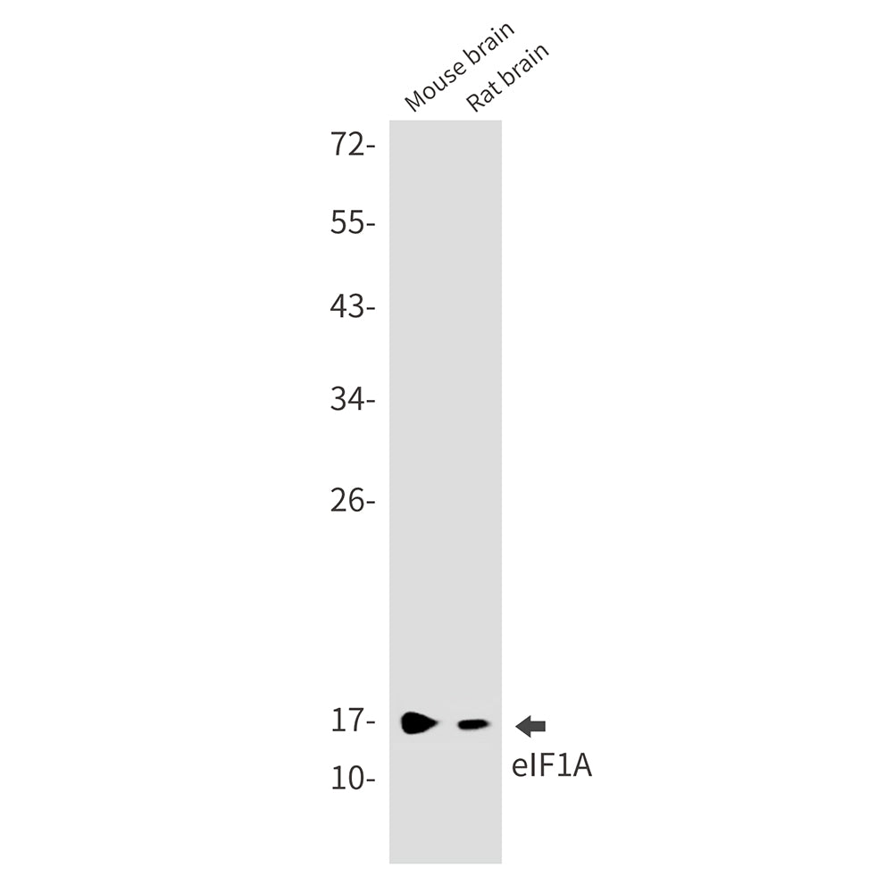 Anti-eIF1A Rabbit Monoclonal Antibody