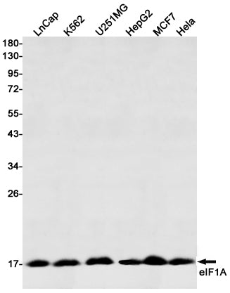 Anti-eIF1A Rabbit Monoclonal Antibody