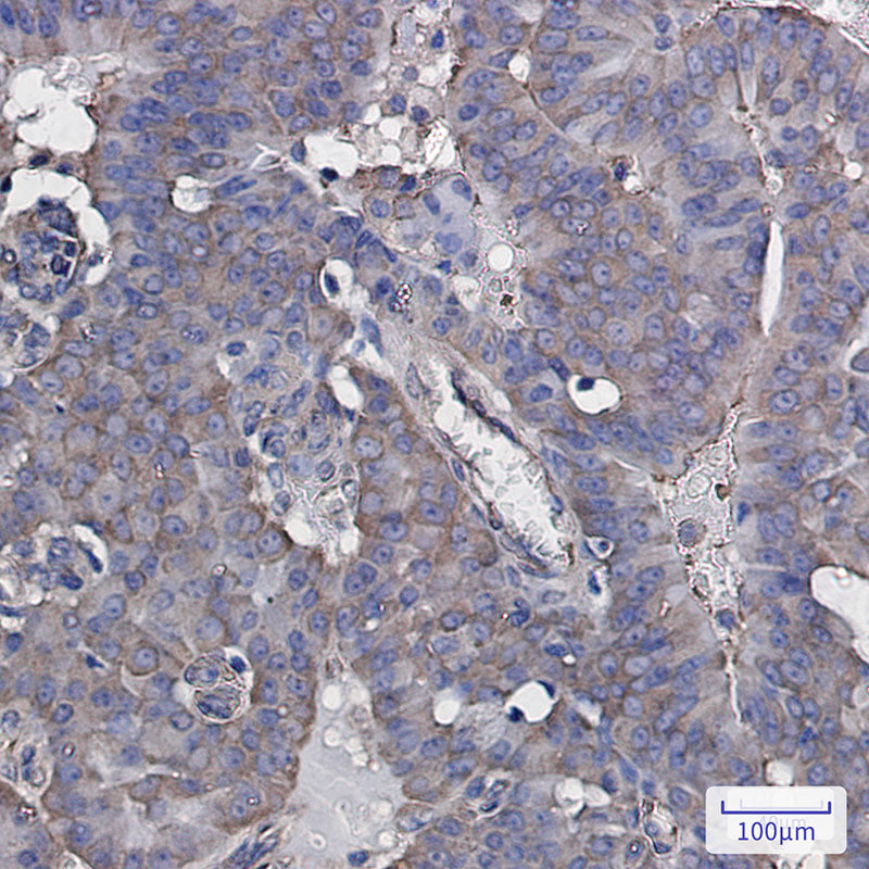 Anti-eIF3B Rabbit Monoclonal Antibody