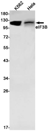 Anti-eIF3B Rabbit Monoclonal Antibody