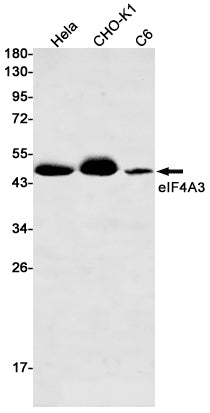 Anti-eIF4A3 Rabbit Monoclonal Antibody