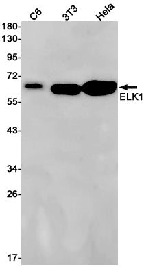 Anti-ELK1 Rabbit Monoclonal Antibody