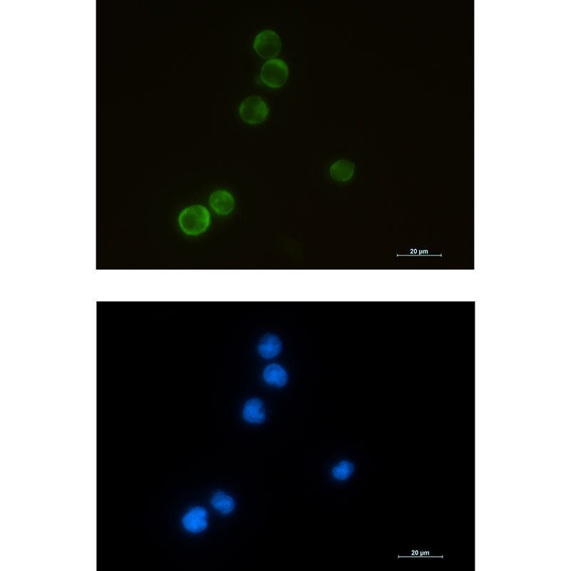 Anti-ELMO1 Rabbit Monoclonal Antibody