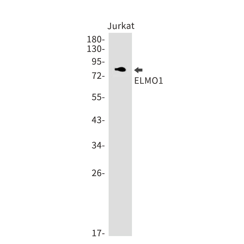 Anti-ELMO1 Rabbit Monoclonal Antibody