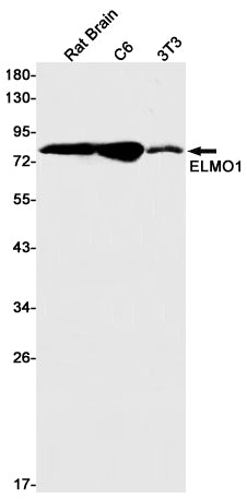 Anti-ELMO1 Rabbit Monoclonal Antibody