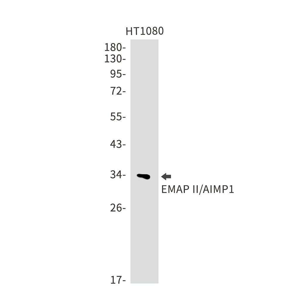Anti-EMAP II Rabbit Monoclonal Antibody
