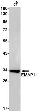 Anti-EMAP II Rabbit Monoclonal Antibody