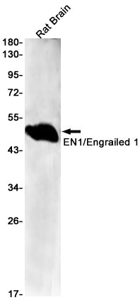 Anti-EN1 Rabbit Monoclonal Antibody