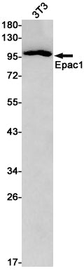 Anti-Epac1 Rabbit Monoclonal Antibody