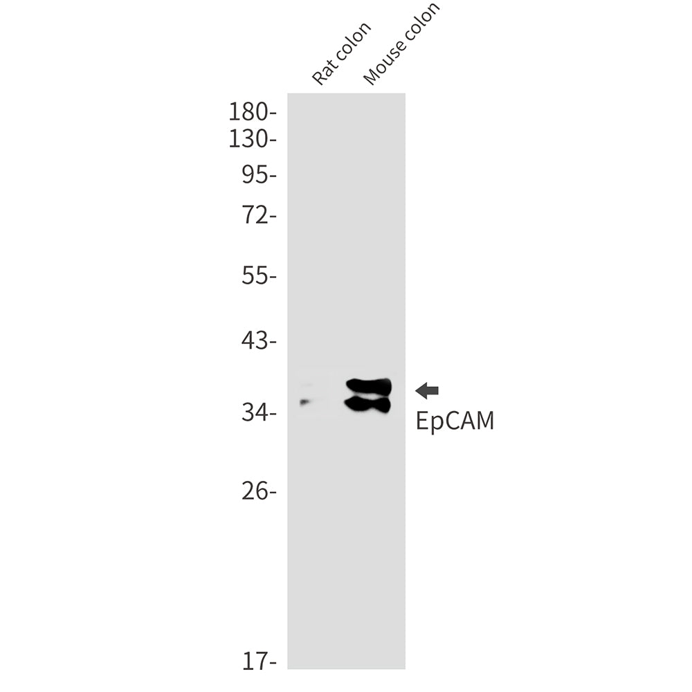 Anti-EpCAM Rabbit Monoclonal Antibody