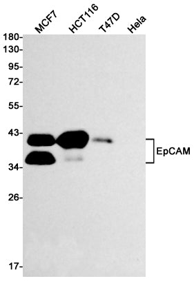 Anti-EpCAM Rabbit Monoclonal Antibody