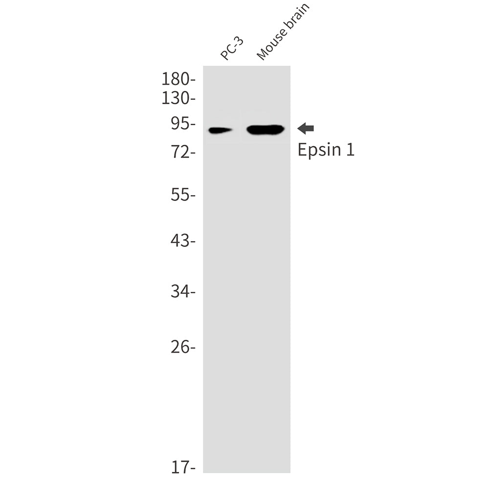 Anti-Epsin 1 Rabbit Monoclonal Antibody
