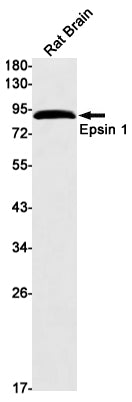 Anti-Epsin 1 Rabbit Monoclonal Antibody