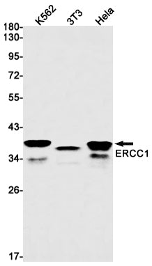 Anti-ERCC1 Rabbit Monoclonal Antibody