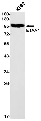 Anti-ETAA1 Rabbit Monoclonal Antibody