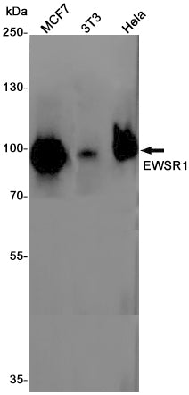 Anti-EWSR1 Rabbit Monoclonal Antibody