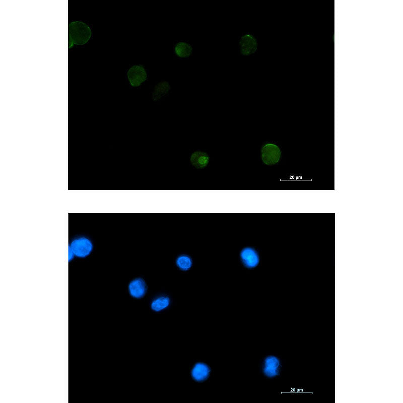 Anti-Extracellular Matrix Protein 1 Rabbit Monoclonal Antibody