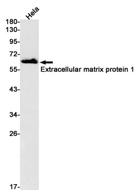 Anti-Extracellular Matrix Protein 1 Rabbit Monoclonal Antibody