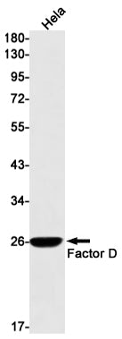 Anti-Factor D Rabbit Monoclonal Antibody