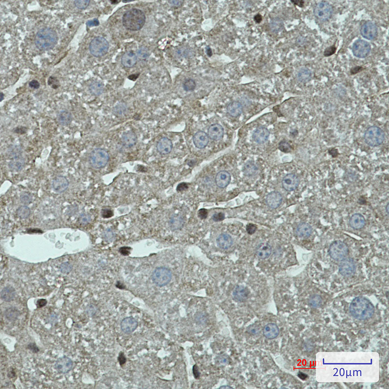 Anti-FADD Rabbit Monoclonal Antibody