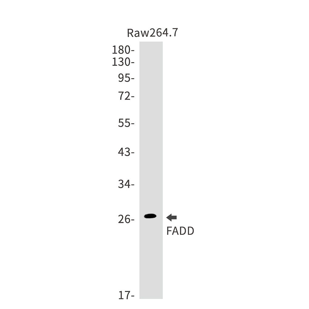 Anti-FADD Rabbit Monoclonal Antibody