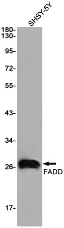 Anti-FADD Rabbit Monoclonal Antibody