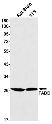 Anti-FADD Rabbit Monoclonal Antibody