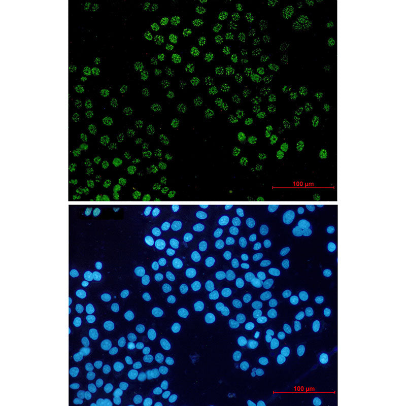 Anti-FAM50A Rabbit Monoclonal Antibody