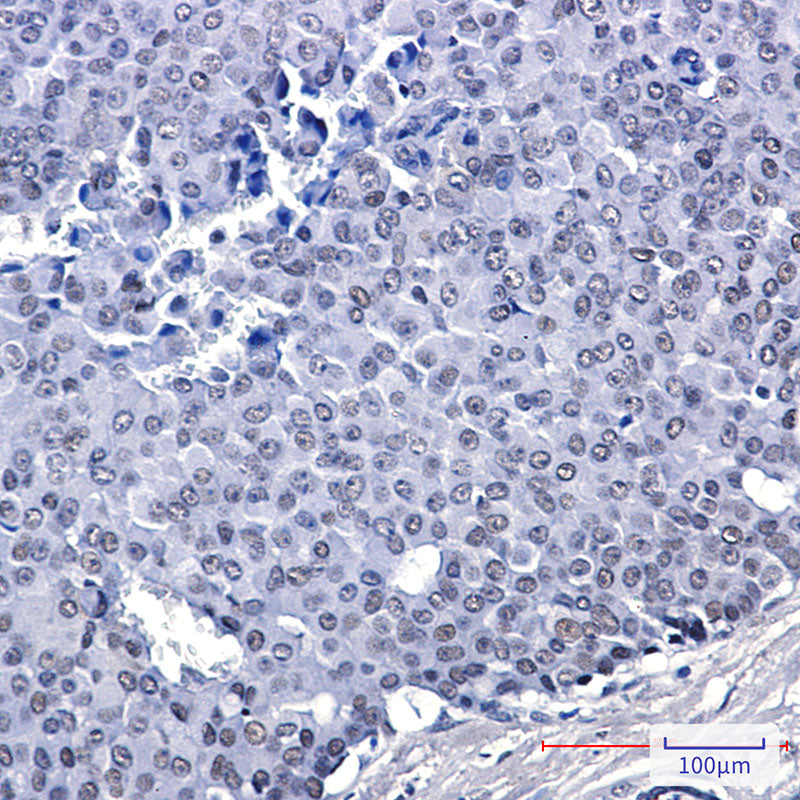 Anti-FAM50A Rabbit Monoclonal Antibody