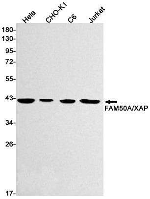 Anti-FAM50A Rabbit Monoclonal Antibody