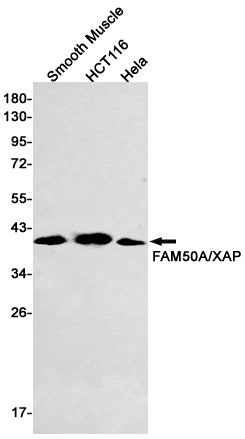 Anti-FAM50A Rabbit Monoclonal Antibody
