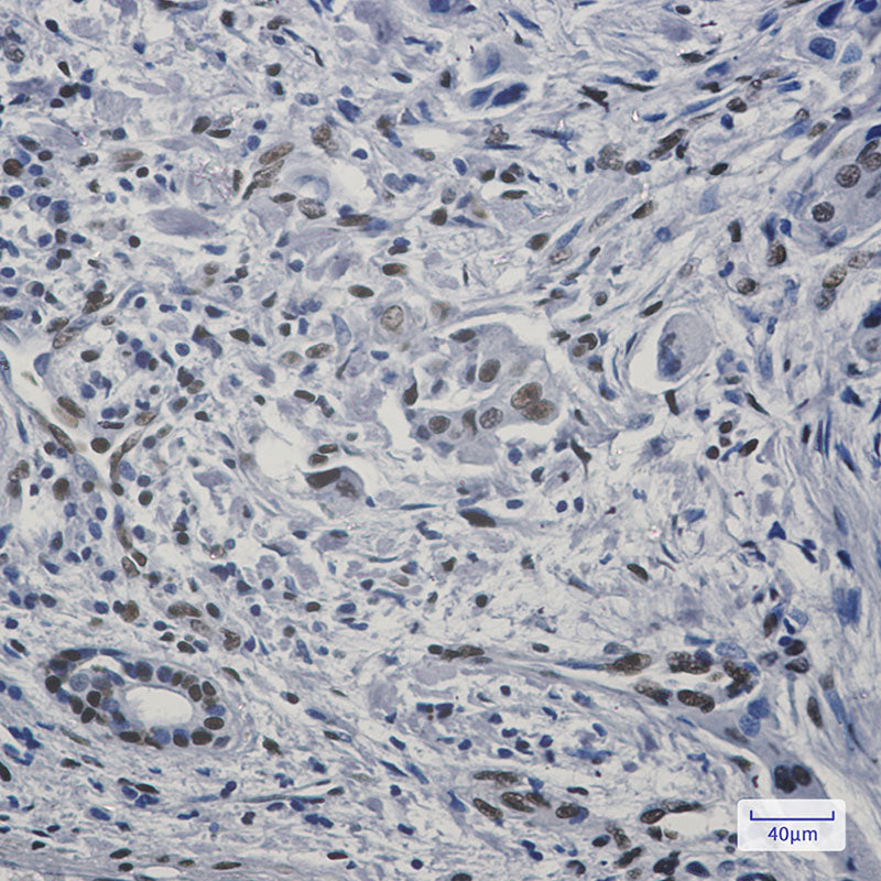Anti-FAM98B Rabbit Monoclonal Antibody