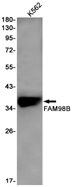 Anti-FAM98B Rabbit Monoclonal Antibody