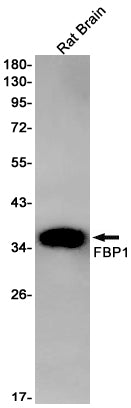 Anti-FBP1 Rabbit Monoclonal Antibody