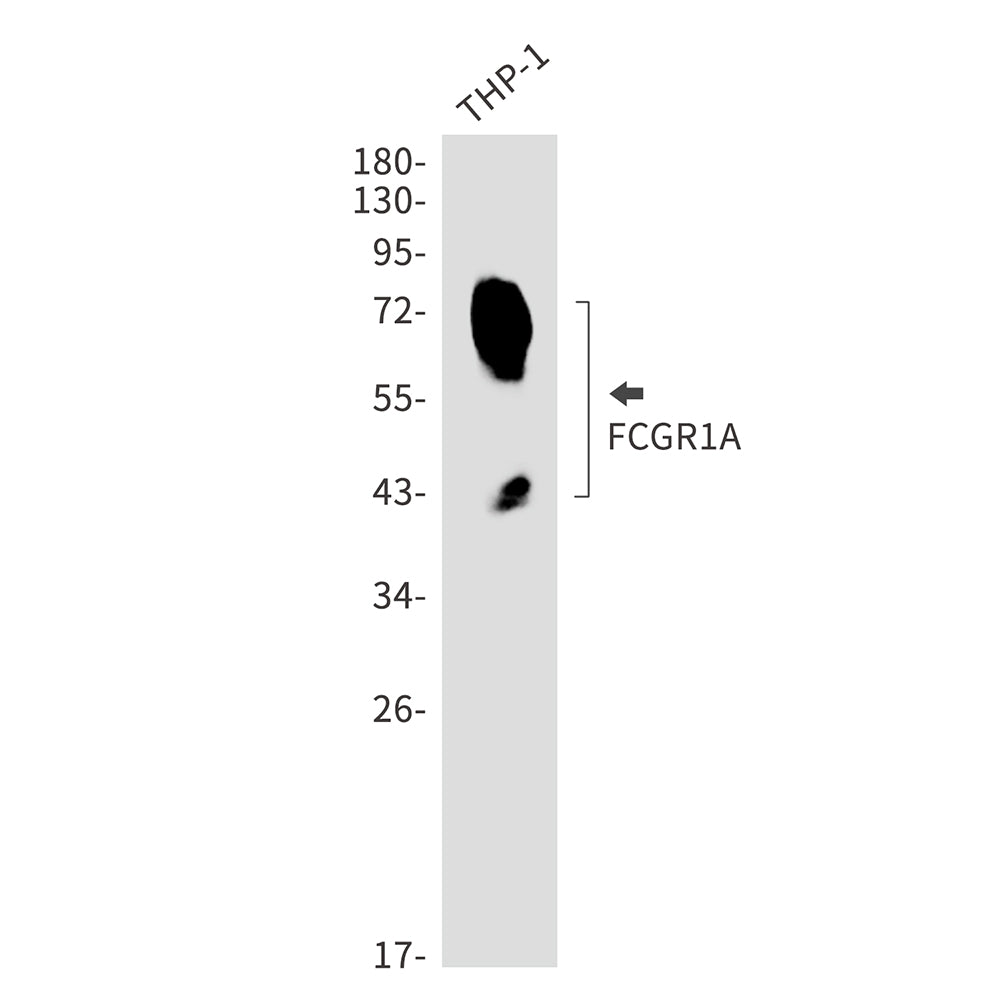 Anti-FCGR1A Rabbit Monoclonal Antibody