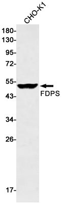 Anti-FDPS Rabbit Monoclonal Antibody