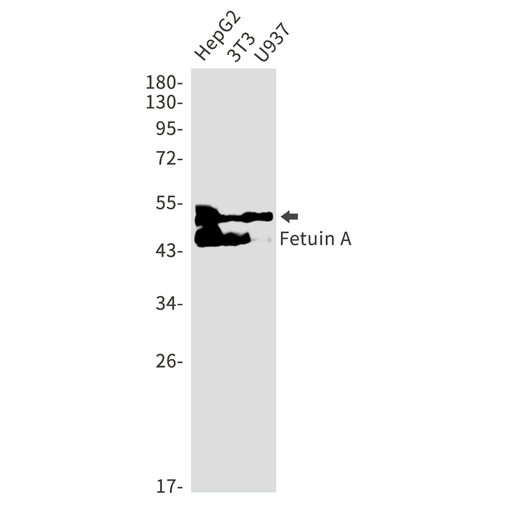 Anti-Fetuin A Rabbit Monoclonal Antibody