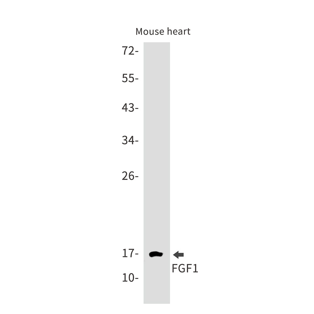 Anti-FGF1 Rabbit Monoclonal Antibody