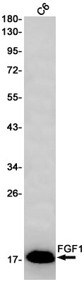 Anti-FGF1 Rabbit Monoclonal Antibody
