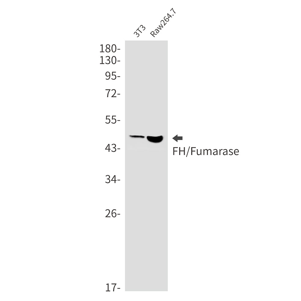 Anti-FH Rabbit Monoclonal Antibody
