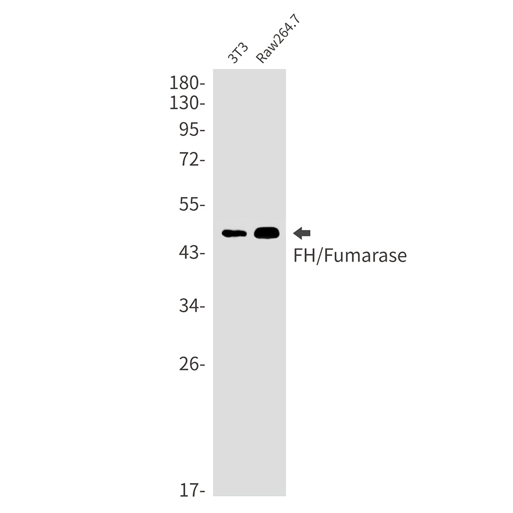 Anti-FH Rabbit Monoclonal Antibody