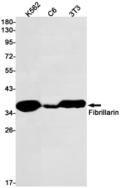 Anti-Fibrillarin Rabbit Monoclonal Antibody