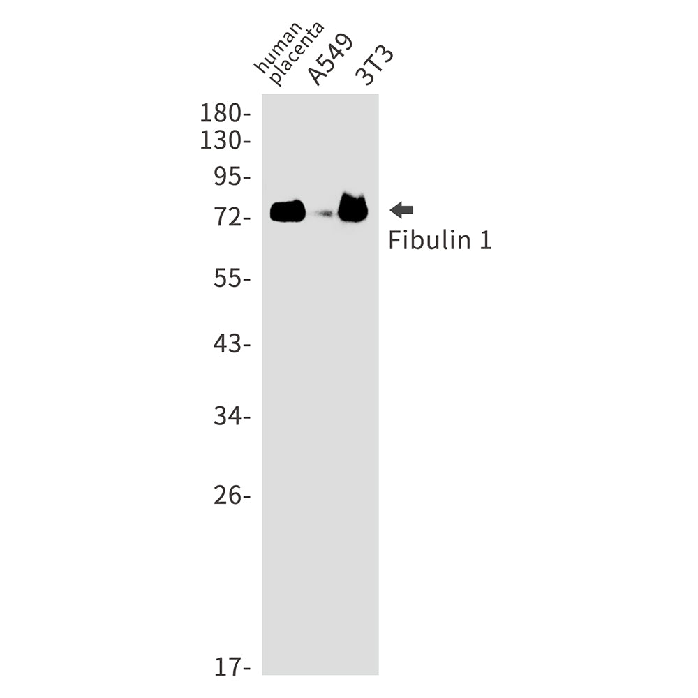 Anti-Fibulin 1 Rabbit Monoclonal Antibody