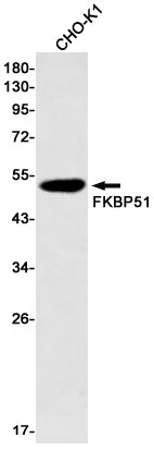 Anti-FKBP51 Rabbit Monoclonal Antibody