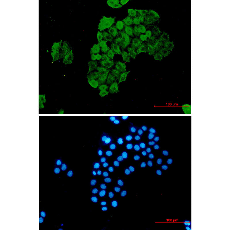 Anti-FKBP52 Rabbit Monoclonal Antibody