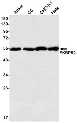 Anti-FKBP52 Rabbit Monoclonal Antibody