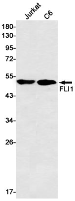 Anti-FLI1 Rabbit Monoclonal Antibody
