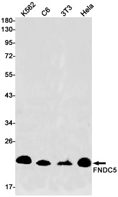 Anti-FNDC5 Rabbit Monoclonal Antibody